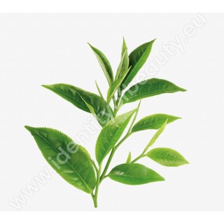 Aroma esancie pre parné sauny - Zelený čaj